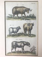 Hand-coloured Copper Engraving of Sheep from 'Historia Naturalis' by John Johnston [Johannes Johnstone]