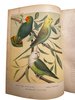 Another image of The Illustrated Book of Canaries and Cage-Birds, British and Foreign. by BLAKSTON, W. A., SWAYSLAND, W., WIENER, August F.