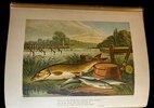 Another image of The Fields and The Woodlands: depicted by painter and poet. With coloured engravings. by LEIGHTON, Bros