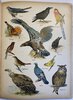 Another image of The Little folks' Picture Natural History. by STEP, Edward.