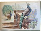 Another image of Animales Domesticos by LOWENSOHN