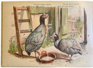 Another image of Animales Domesticos by LOWENSOHN