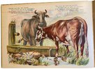 Another image of Animales Domesticos by LOWENSOHN