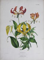 'METHONICA,' taken from Henderson's Illustrated Bouquet.