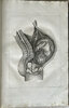 Another image of OSTETRICIA TEORICO-PRATICA by RAFFAELE, Giovanni.