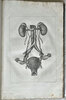 Another image of OSTETRICIA TEORICO-PRATICA by RAFFAELE, Giovanni.