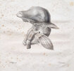 Another image of DE FISSURIS HOMINIS MAMMALIUMQUE CONGENITIS by MEYER, Conrad.