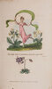 Another image of Festival of Flora. by CRICHTON, Arthur, the reverend.