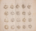 Another image of Recueil complet de chiffres a deux et trois lettres. Composé et dessiné par Sanier père et gravé par son fils... nouvelle édition. by SANIER, [père et fils].