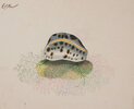 Another image of [Watercolours by BEST. E. C and J. F.