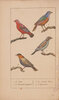 Another image of Manuel de L’amateur des oiseaux de chambre contenant la manière de prendre à la Chasse, de nourrir, d’apprivoiser, d’instruire, de multiplier, d’élever, de traiter dans leurs Maladies... by LA COUPRIÈRE.