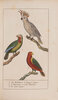 Another image of Manuel de L’amateur des oiseaux de chambre contenant la manière de prendre à la Chasse, de nourrir, d’apprivoiser, d’instruire, de multiplier, d’élever, de traiter dans leurs Maladies... by LA COUPRIÈRE.