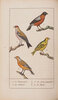 Another image of Manuel de L’amateur des oiseaux de chambre contenant la manière de prendre à la Chasse, de nourrir, d’apprivoiser, d’instruire, de multiplier, d’élever, de traiter dans leurs Maladies... by LA COUPRIÈRE.
