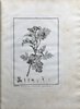 Another image of Geraniologia, seu Erodii, Pelargonii, Geranii, Monsonæ et Grieli Historia Iconibus Illustrata. by L’HERITIER DE BRUTELLE, Charles Louis (1746-1800)