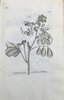 Another image of Horti Elthamensis Plantarum Rariorum Icones et Nomina...descriptarum Elthami in Cantio, in Horto... Jacobi Sherard... additis Denominationibus Linaeanis. by DILLENIUS, Johannes Jacobus (1684-1747)