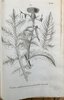 Another image of Horti Elthamensis Plantarum Rariorum Icones et Nomina...descriptarum Elthami in Cantio, in Horto... Jacobi Sherard... additis Denominationibus Linaeanis. by DILLENIUS, Johannes Jacobus (1684-1747)
