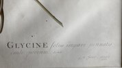 Another image of GLYCINE foliis impari pinnatis caule perenni. Linn. G.D. Ehret pinxit 1764 by EHRET, Georg Dionysius (1708-1770)