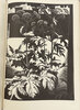 Another image of The Wood Engravings of John Farleigh. by FARLEIGH, John. POOLE, Monica.