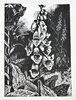 Another image of The Wood Engravings of John Nash: a catalogue of the wood-engravings, early lithographs, etchings and engravings on metal. by WOOD LEA PRESS. NASH, John.