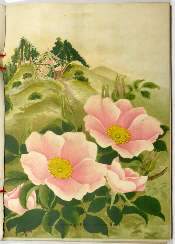 Bulbs Plants Seeds Descriptive Catalogue 1909 10 Cover Le Bulbs Plants Seeds Descriptive Catalogue 1909 10 Cover Le By Nursery
