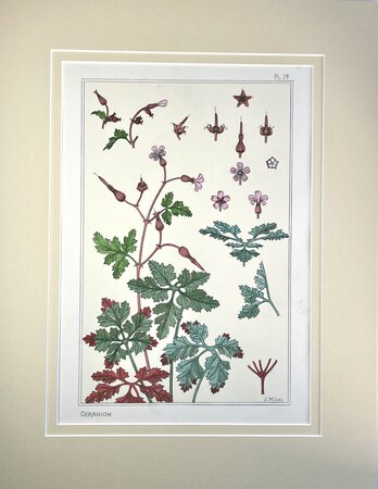 GERANIUM, Art Nouveau Lithographic Print. by SCHOOL OF EUGENE GRASSET. J. MILESI.