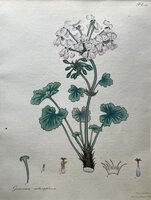 GERANIUM CORTUSOEFOLIUM. by ANDREWS, Henry C.