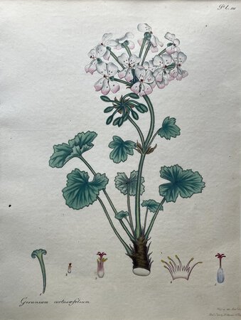 GERANIUM CORTUSOEFOLIUM. by ANDREWS, Henry C.