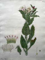 CODON ROYENI. by ANDREWS, Henry C.