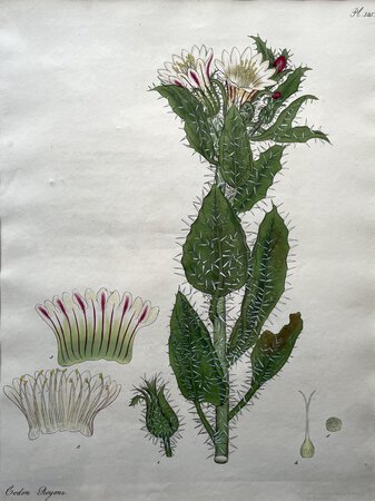 CODON ROYENI. by ANDREWS, Henry C.