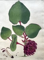 Protea Cordata by ANDREWS, Henry Cranke.