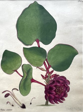 Protea Cordata by ANDREWS, Henry Cranke.