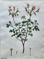 GERANIUM FRAGILE (Brittle-Stalked Geranium). by ANDREWS, Henry Cranke.