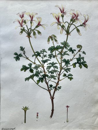 GERANIUM FRAGILE (Brittle-Stalked Geranium). by ANDREWS, Henry Cranke.
