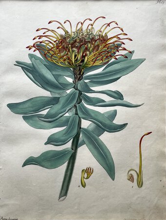PROTEA FORMOSA by ANDREWS, Henry Cranke.