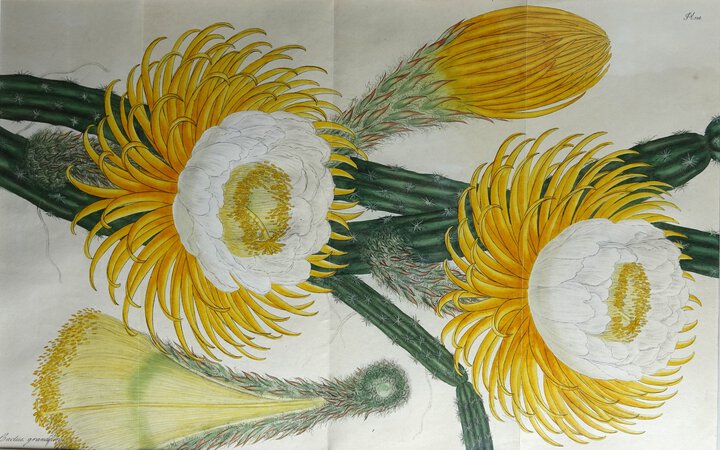 CACTUS GRANDIFLORUS. by ANDREWS, Henry Cranke.