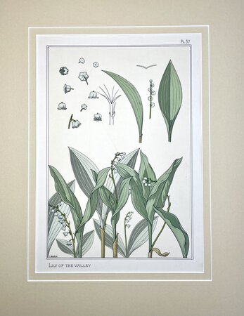 LILY OF THE VALLEY by By E. Hervegh [School of Eugene Grasset]