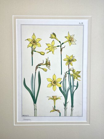 JONQUIL/DAFFODIL Lithograph Print by Verneuil. SCHOOL OF EUGENE GRASSET.