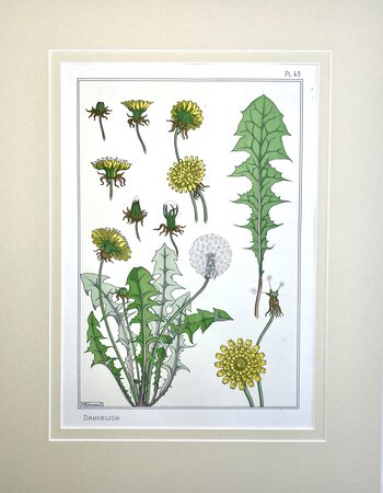 DANDELION, Art Nouveau Lithographic Print. by Maurice Pillard Verneuil. SCHOOL OF EUGENE GRASSET.