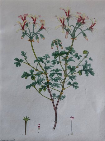 GERANIUM FRAGILE. by ANDREWS, Henry C.