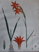 GADLIOLUS PRAECOX. RED EARLY-FLOWERING GLADIOLUS. by ANDREWS, Henry C.