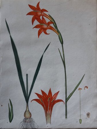 GADLIOLUS PRAECOX. RED EARLY-FLOWERING GLADIOLUS. by ANDREWS, Henry C.