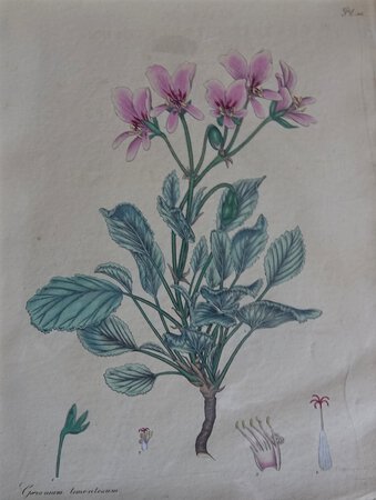 GERANIUM TOMENTOSUM by ANDREWS, Henry C.