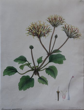 GERANIUM PUNCTATUM. by ANDREWS, Henry C.