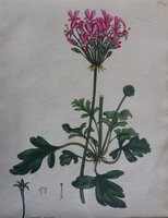 GERANIUM ROSEUM by ANDREWS, Henry C.