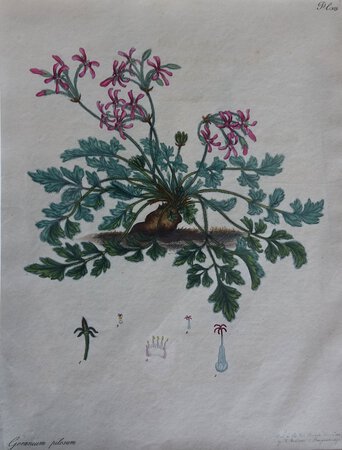 GERANIUM PILOSUM by ANDREWS, Henry C.