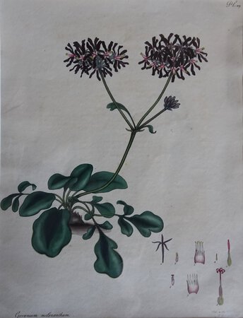 GERANIUM MELANATHUM. by ANDREWS, Henry C.