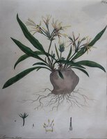 GERANIUM LINEARE by ANDREWS, Henry C.