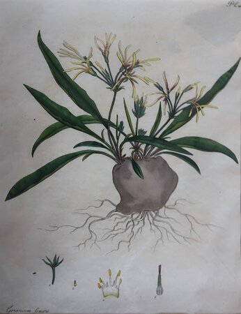 GERANIUM LINEARE by ANDREWS, Henry C.