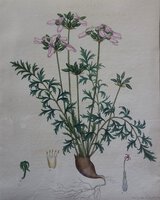 GERANIUM SELINUM by ANDREWS, Henry C.