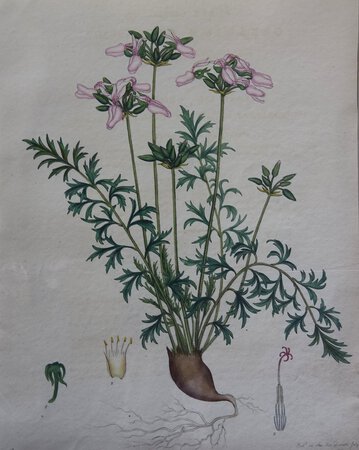 GERANIUM SELINUM by ANDREWS, Henry C.